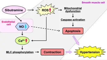 Sibutramine: A Prescription Appetite Inhibitor for Weight Loss and Its Usage Guidelines